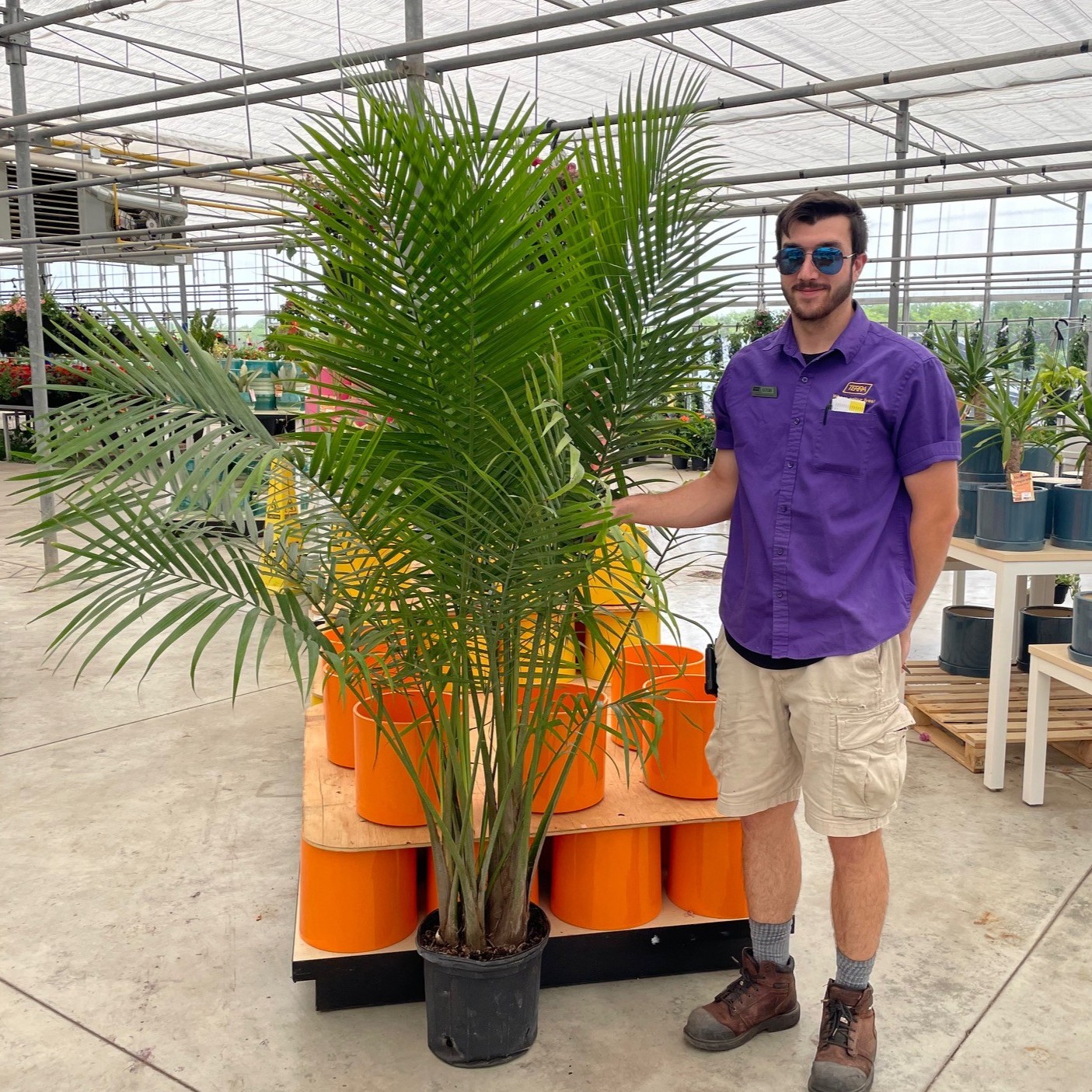 Majesty Palm product image