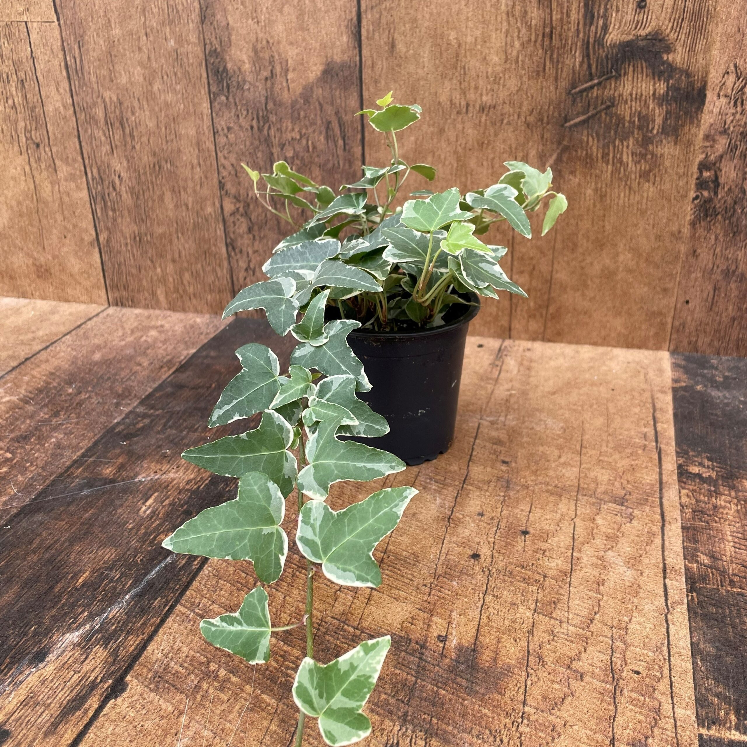 Ivies (4" pot)