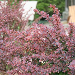 Barberry Concorde product image