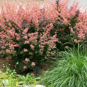 Barberry Rose Glow product image