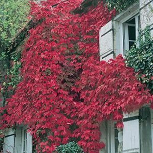 Boston Ivy product image