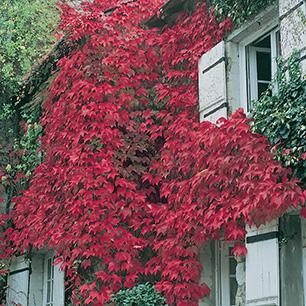 Boston Ivy product image