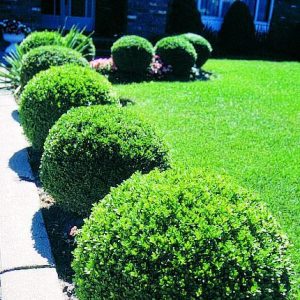 Boxwood Green Velvet 3gal ON SALE
