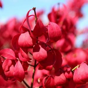 Burning Bush Dwarf product image