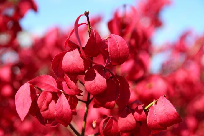 Burning Bush Dwarf product image