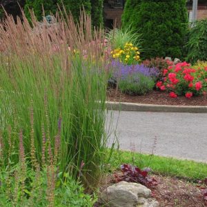 Ornamental Grass - Karl Foerster variety product image