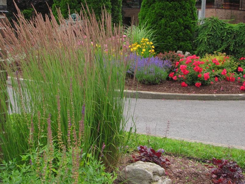 Ornamental Grass - Karl Foerster variety product image