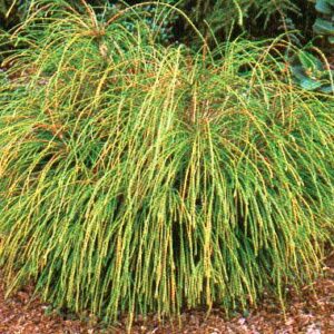 Cedar Whipcord product image