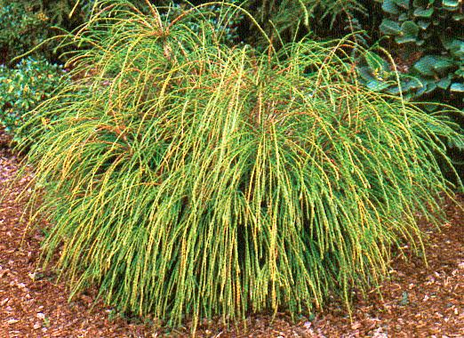 Cedar Whipcord product image