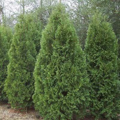 Cedar - Black product image