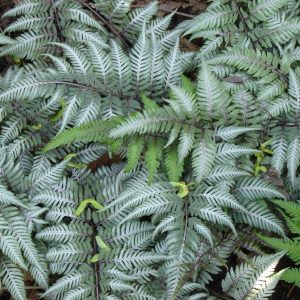 Fern Japanese Painted product image