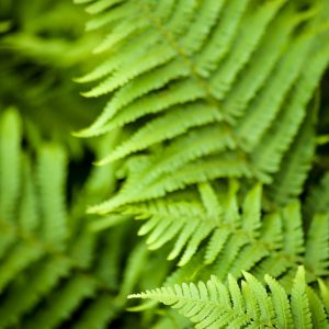 Fern Ostrich product image