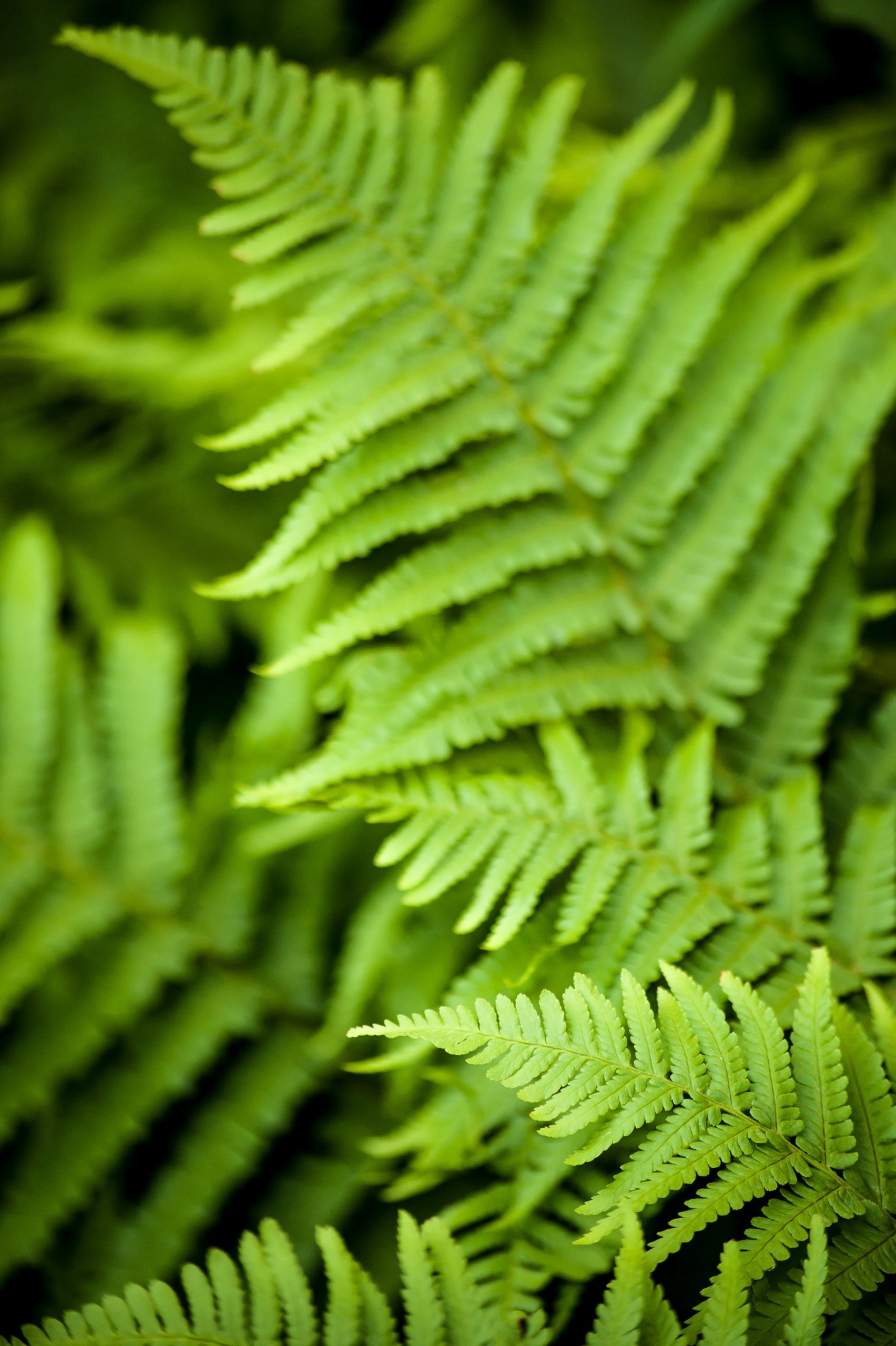 Fern Ostrich product image