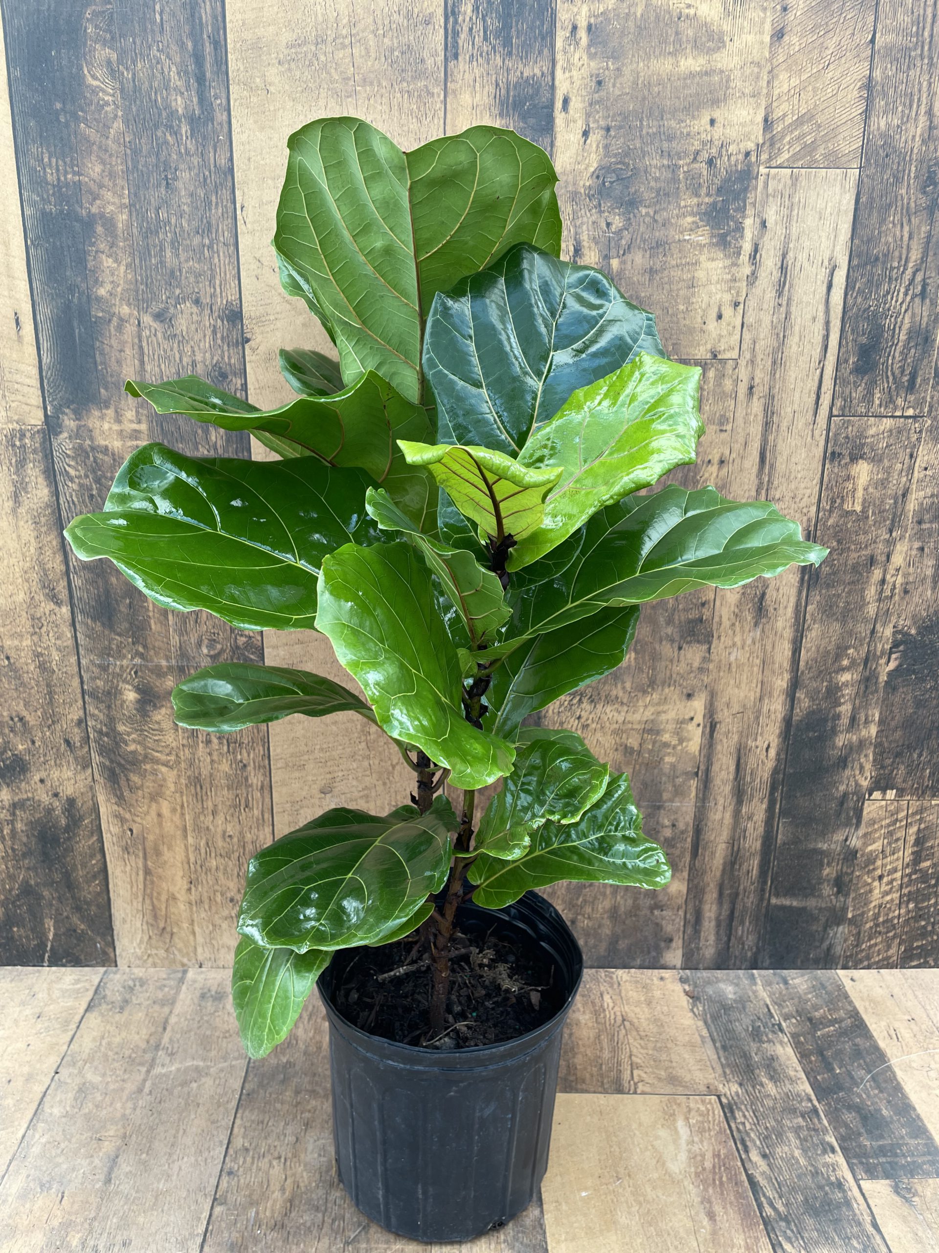 Fiddle Leaf Fig 10 Inch Grower Pot