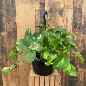 10" Golden Pothos Hanging Basket
