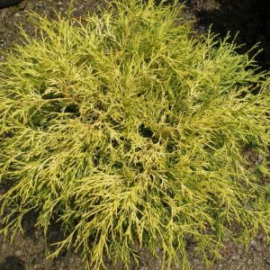 Golden Threadleaf false cypress product image