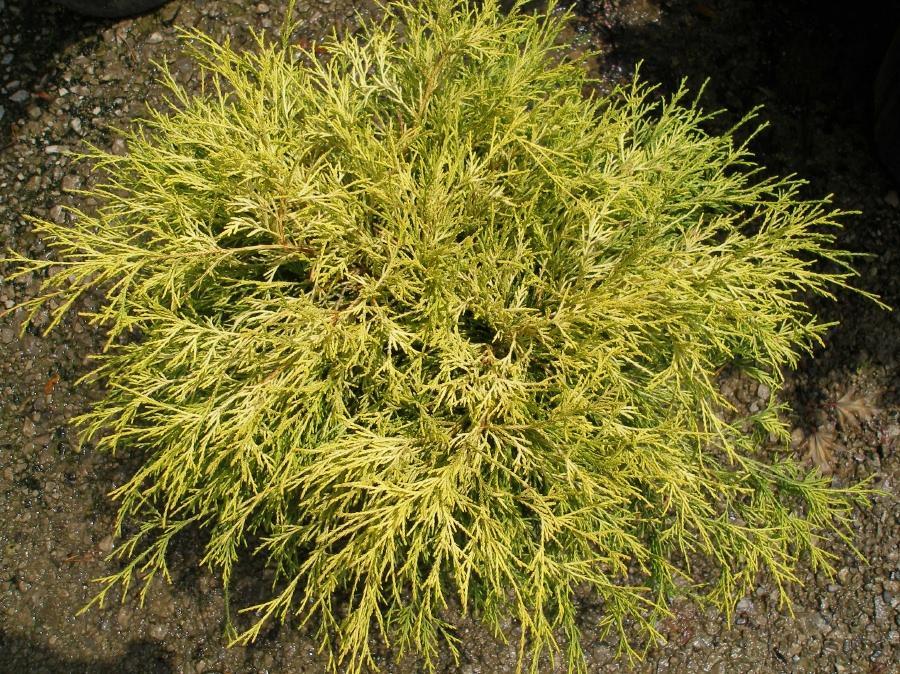Golden Threadleaf false cypress product image