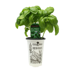Basil Genovese product image