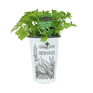 Italian Parsley plant product image