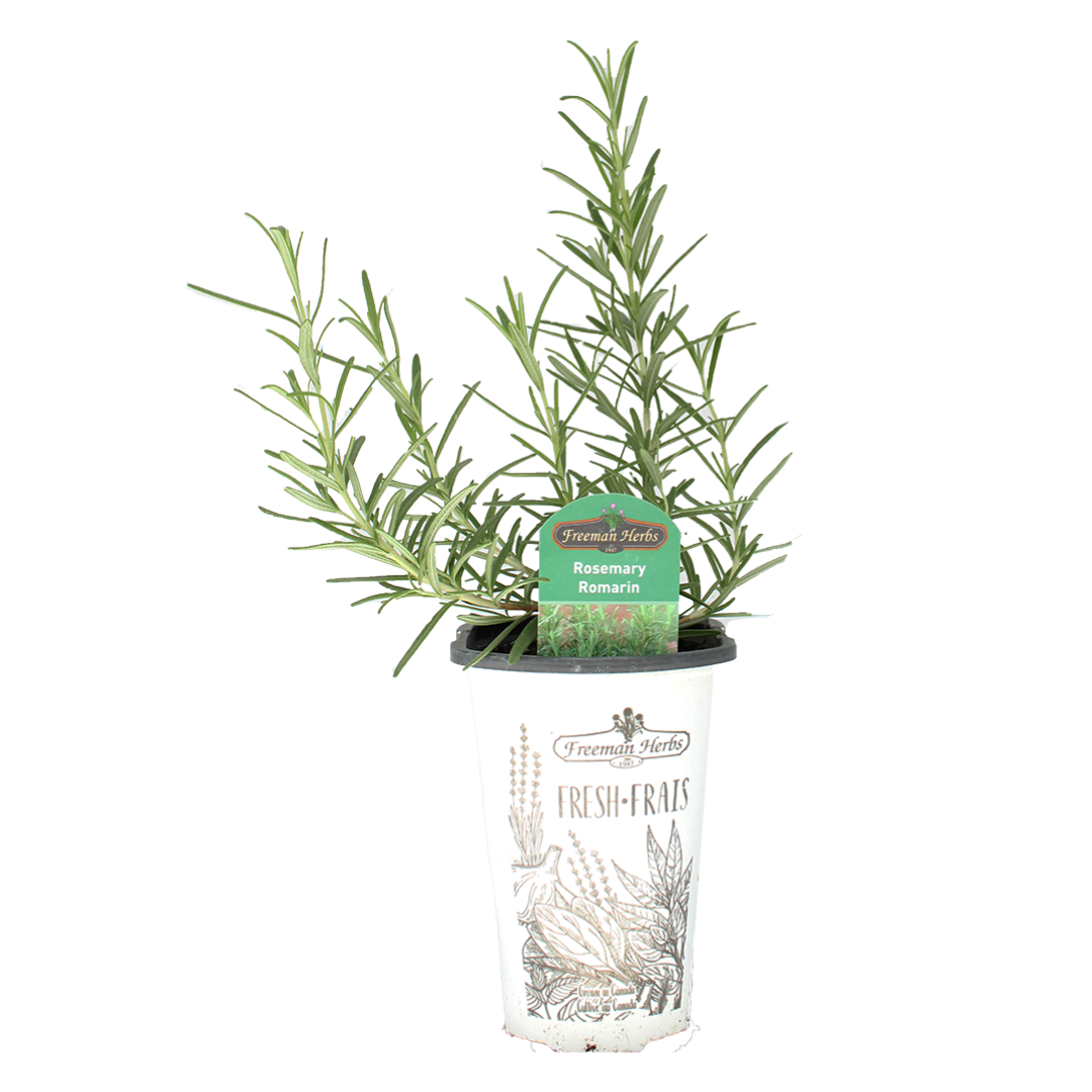 Rosemary product image