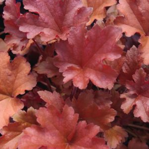 Heuchera peach 1gal product image