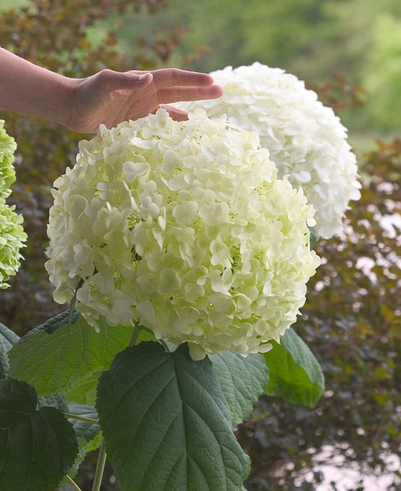 Hydrangea arb. Incrediball 2gal ON SALE