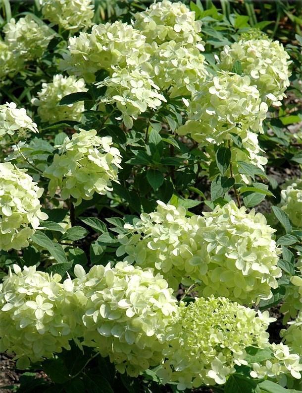 hydrangea little lime