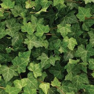 Baltic Ivy product image