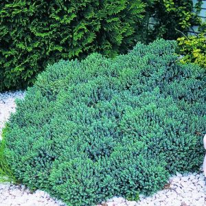 Juniper Blue Star product image
