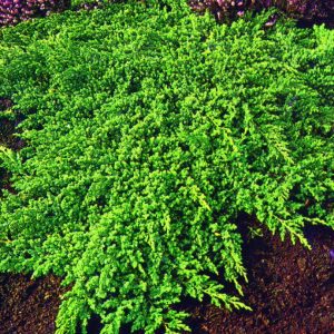Juniper Japanese Garden product image