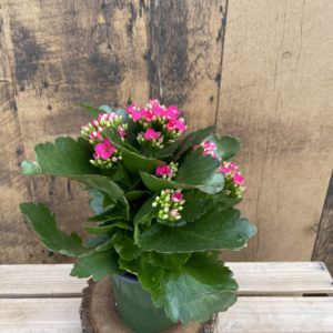 Kalanchoe (multiple sizes available) Growers Choice