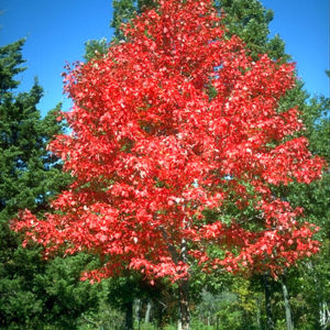 Maple Autumn Blaze product image