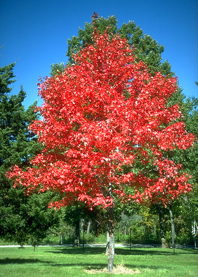 Maple Autumn Blaze product image