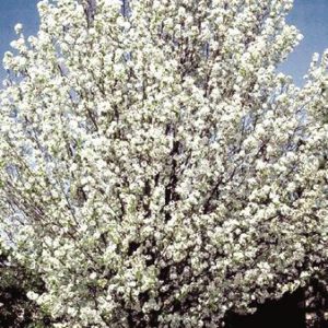 Pear Chanticleer product image