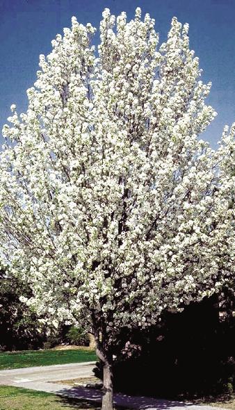 Pear Chanticleer product image