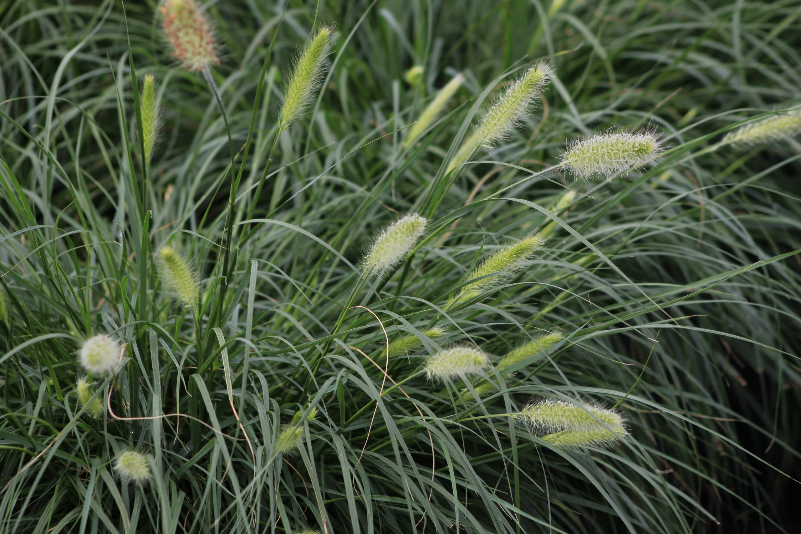 Ornamental Grass - Pennisetum Hameln 1gal