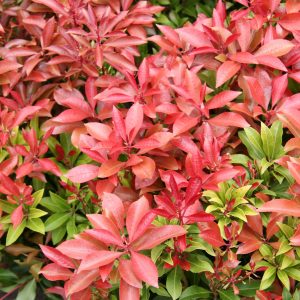 Pieris Mountain Fire product image