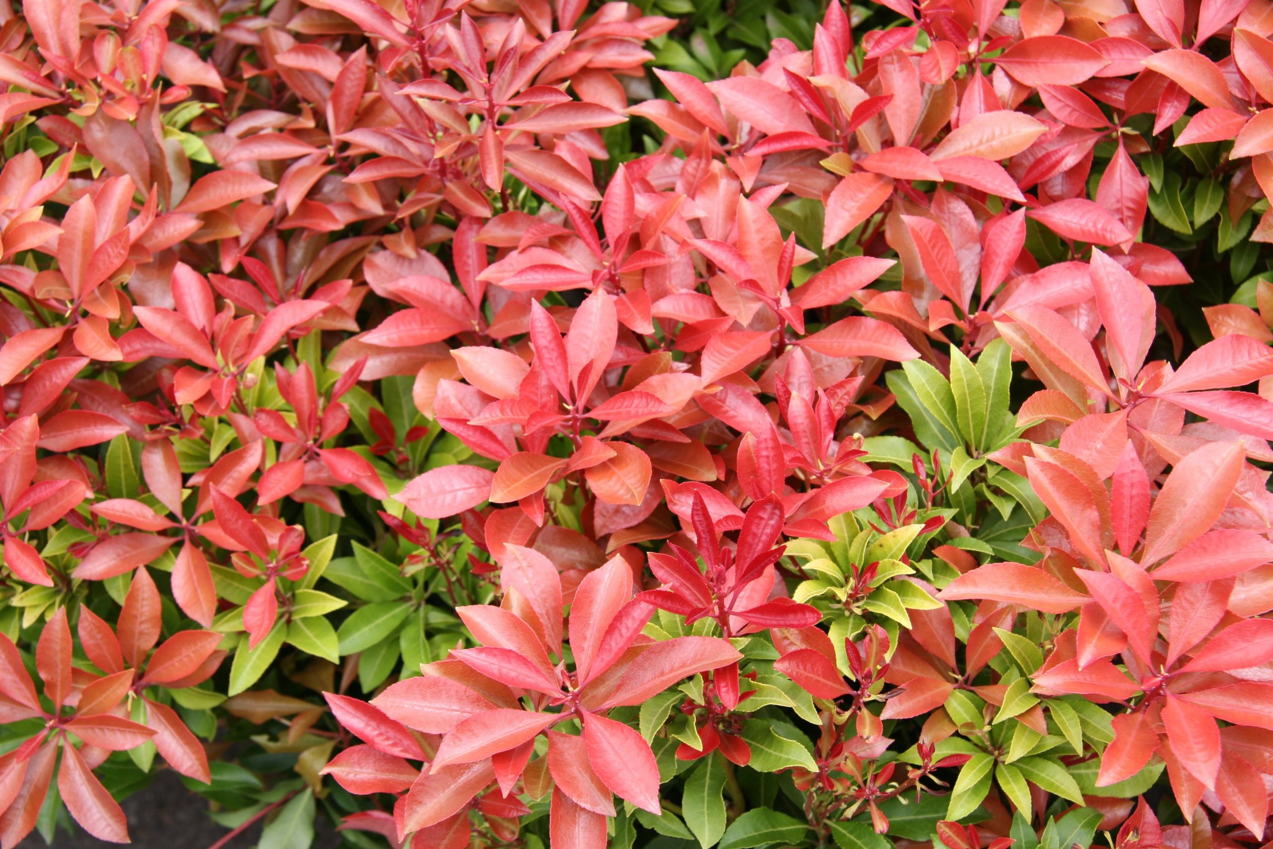 Pieris Mountain Fire product image