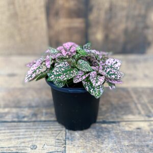 Polka Dot Plant product image