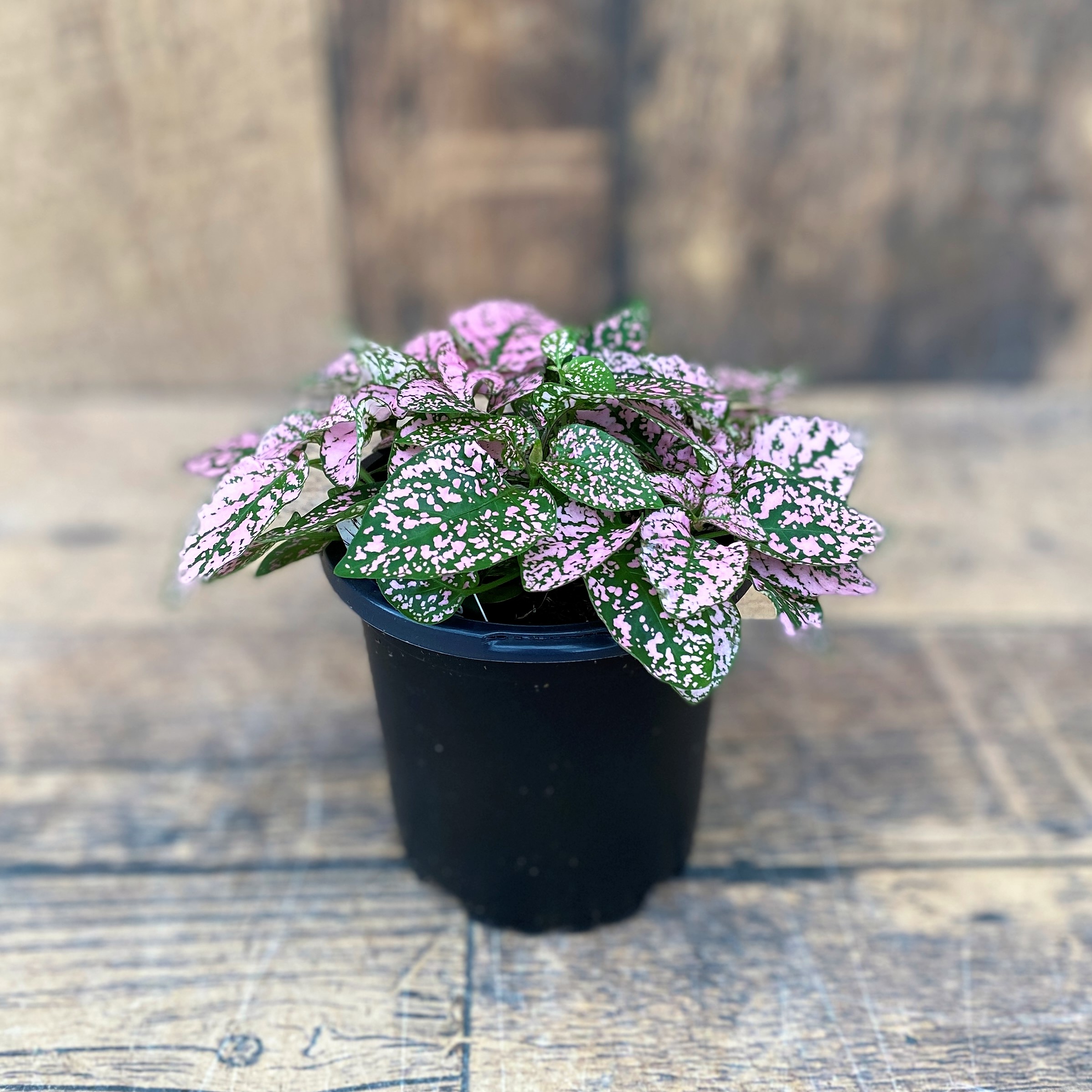 Polka Dot Plant product image