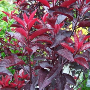 Purpleleaf Sandcherry product image