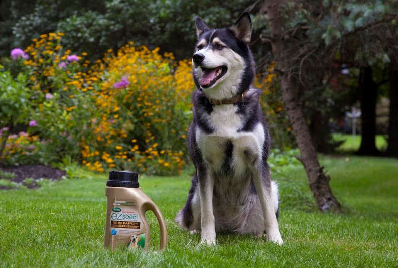 Scott's EZ Seed Dog Spot Repair Lifestyle 1