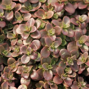 Sedum Firecracker product image