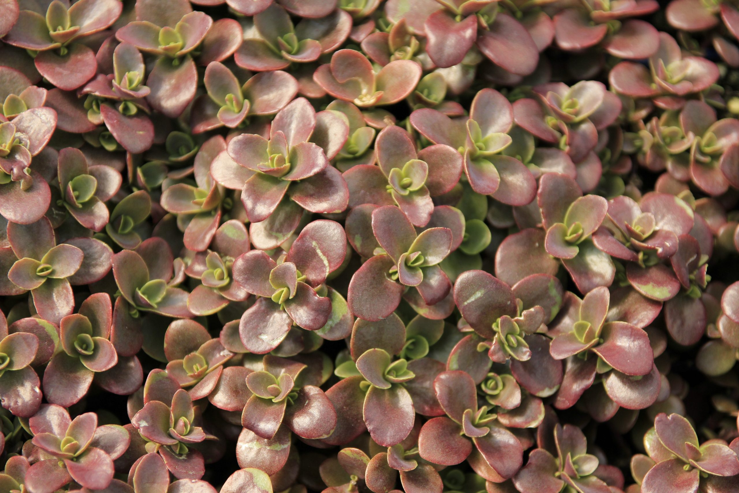 Sedum Firecracker product image