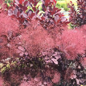 Smokebush Winecraft Black product image