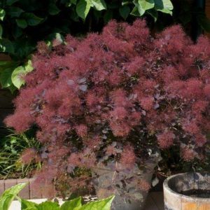 Smokebush Royal Purple product image