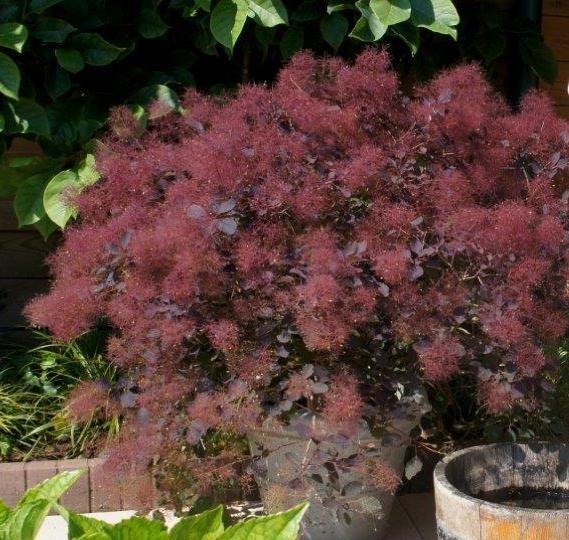 Smokebush Royal Purple product image