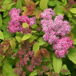 Spirea Double Play Big Bang product image