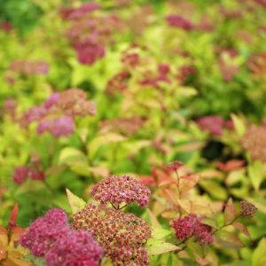 spirea magic carpet