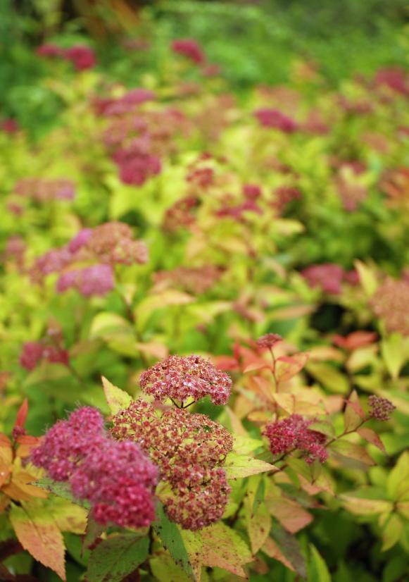 spirea magic carpet